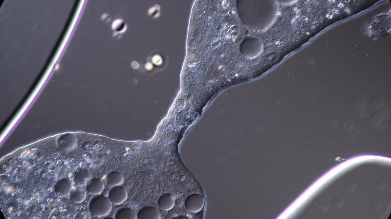 Beta-Glucan